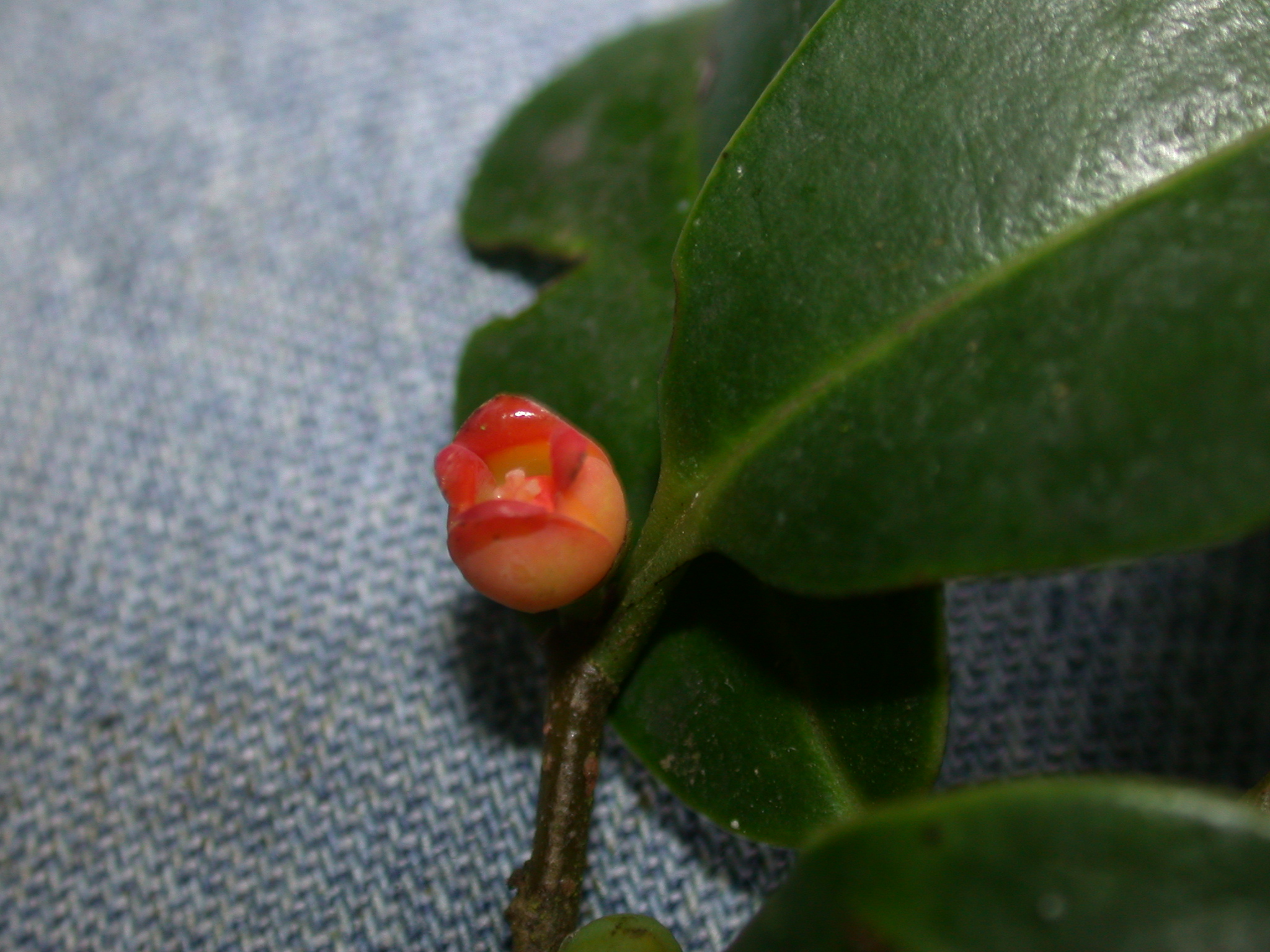 Canellaceae Cinnamodendron cubense